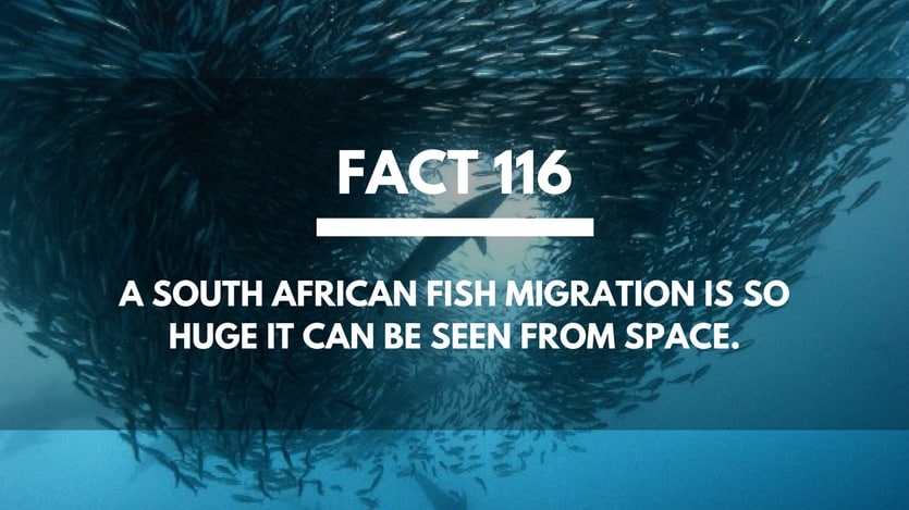 Fact-116-Fish-Migration