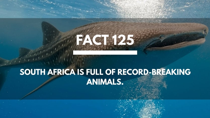 Fact-125-South-Africa-Animals