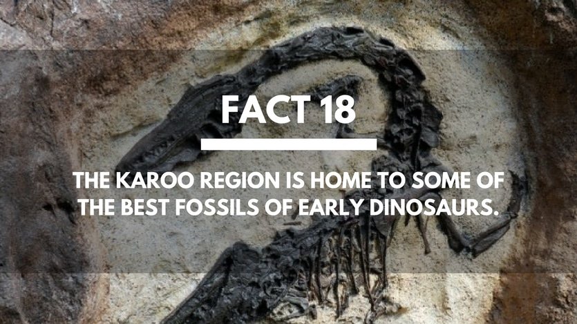 Fact-18-Fossils-Eary-Dinosaurs