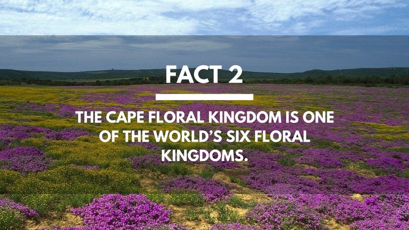 Fact-2-The-Cape-Floral-Kingdom