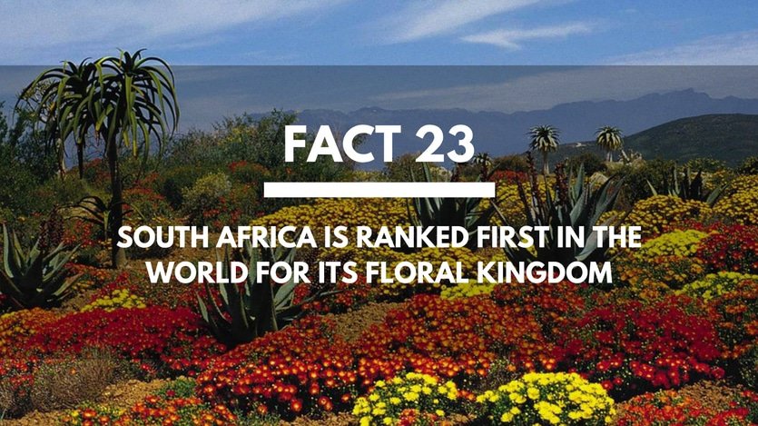 Fact-23-South-Africa-Floral-Kingdom
