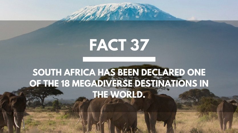 Fact-37-South-Africa-Megadiverse-Destination