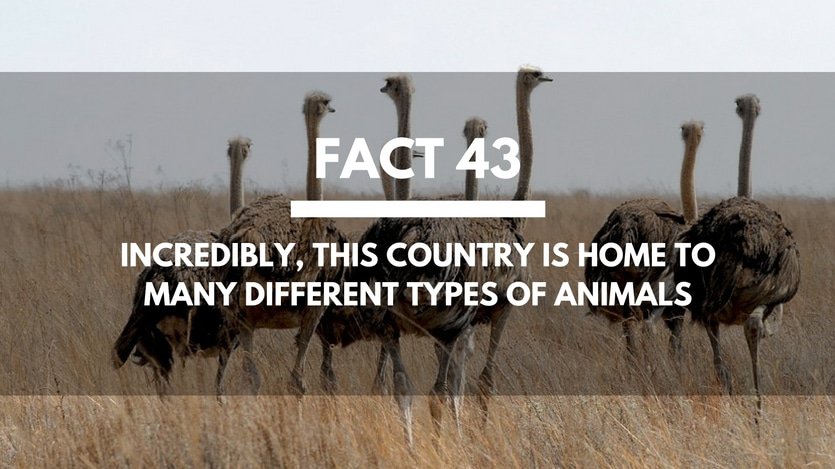 Fact-43-South-Africa-Animals