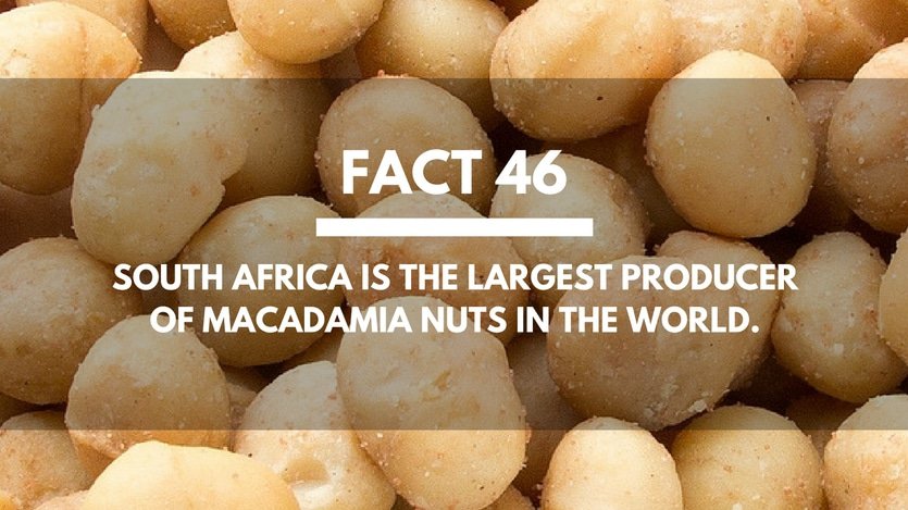 Fact-46-South-Africa-Macadamia-Nuts