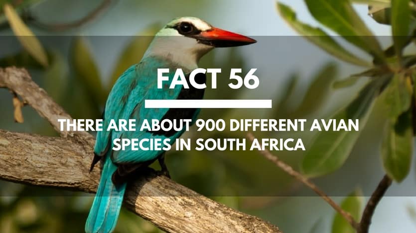 Fact-56-Avian-Species-South-Africa