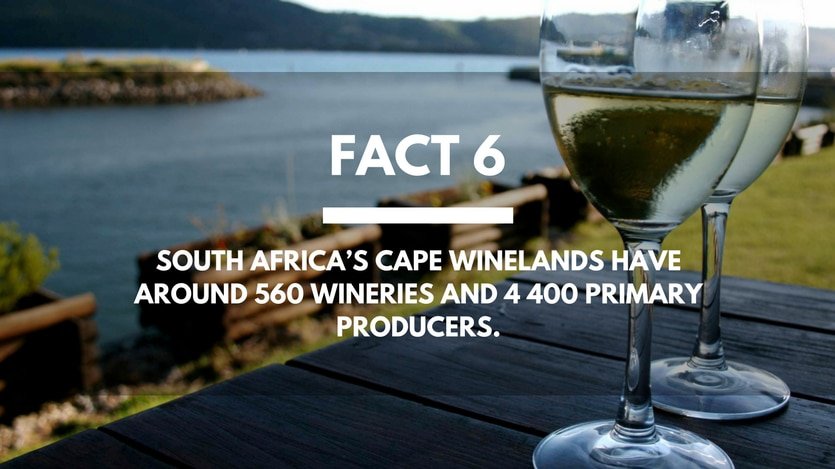 Fact-6-Wineries-South-Africa