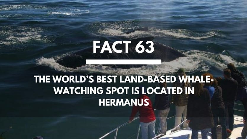 Fact-63-Whale-Watching-Hermanus