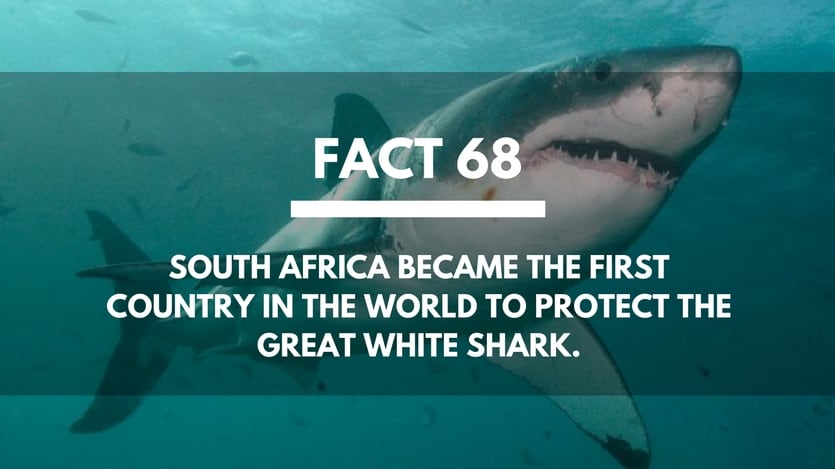Fact-68-Great-White-Shark