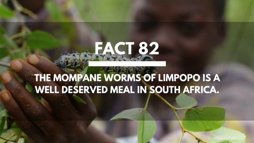 x#82 The Mompane Worms Of Limpopo Is A Well Deserved Meal In South Africa.