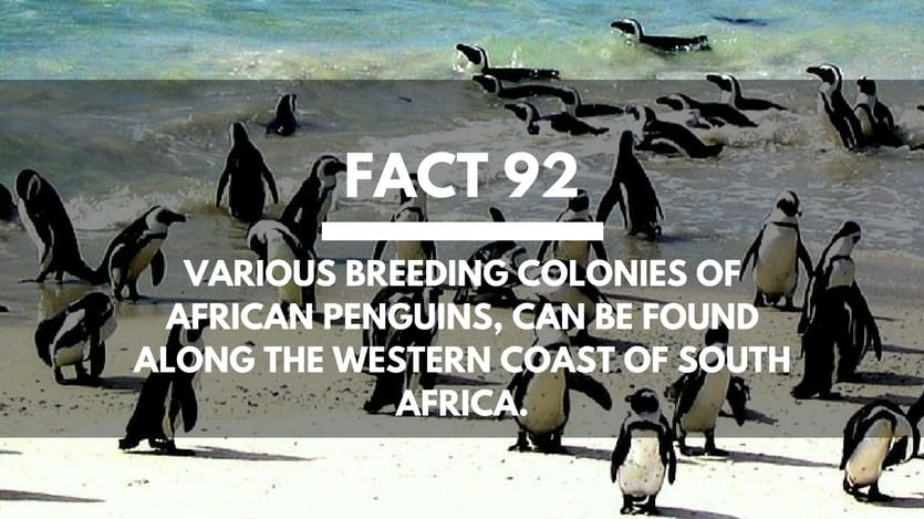 Fact-92-African-Penguins