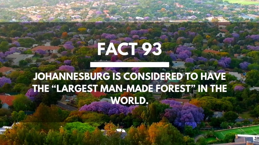 Fact-93-Johannesburg-Man-Made-Forest